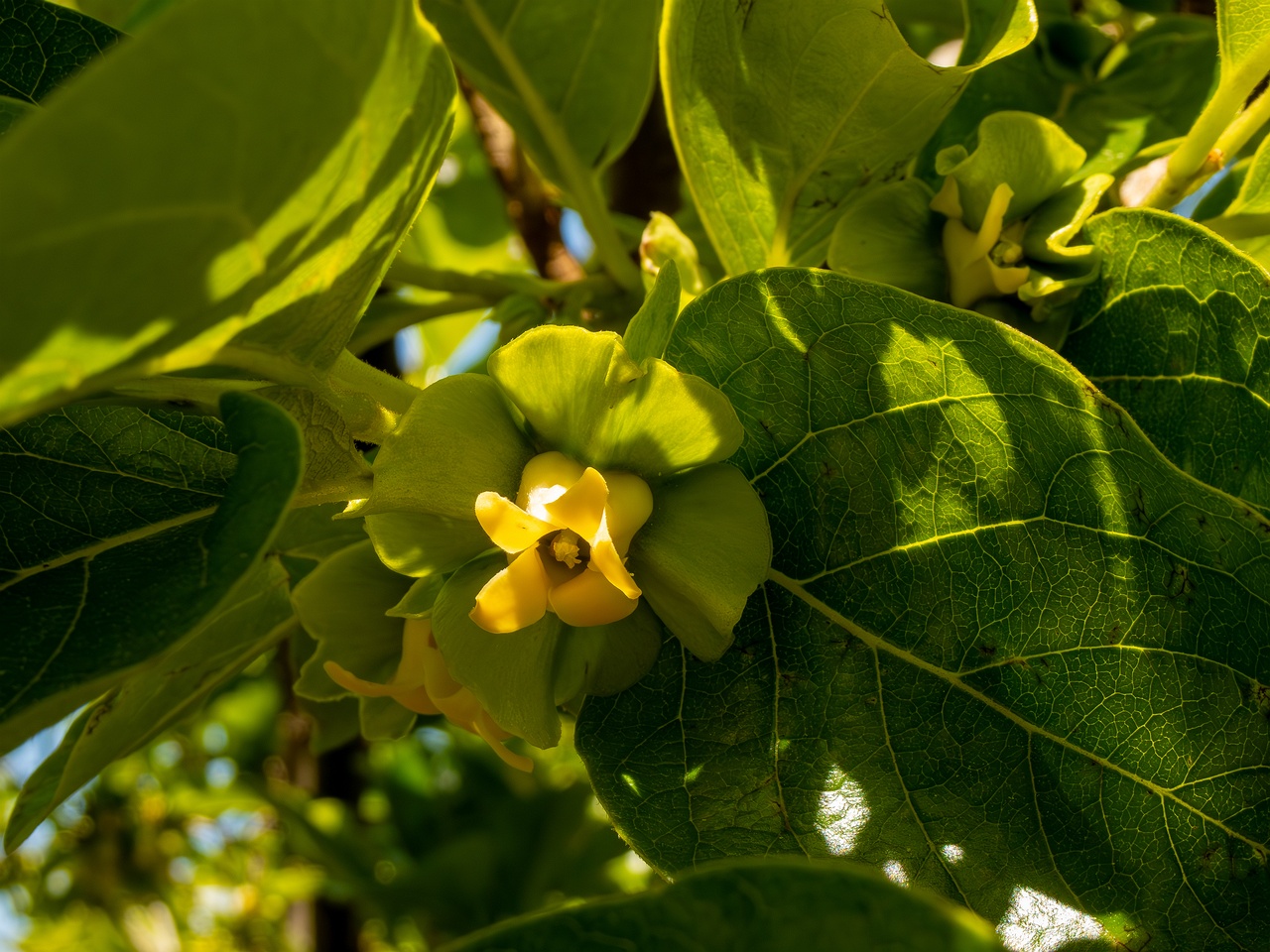Diospyros kaki _2025-05-14_1-6