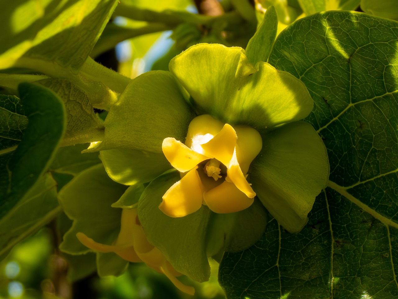 Diospyros kaki _2025-05-14_1-7