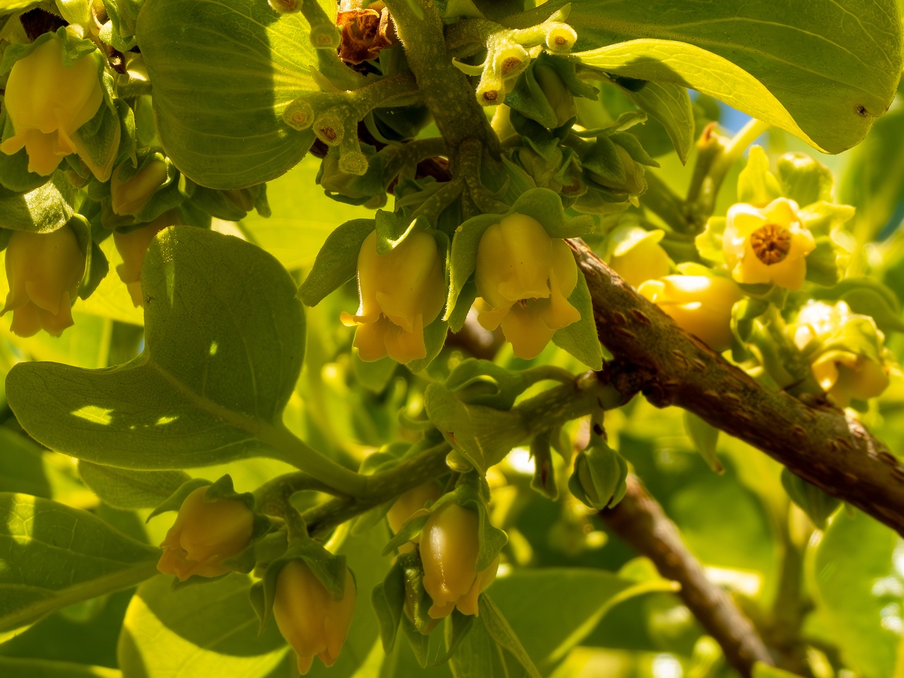 Diospyros kaki _2025-05-14_1-9