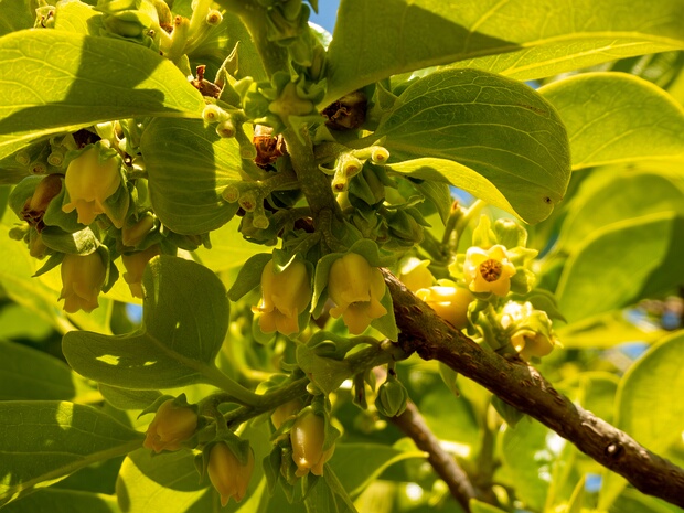 Хурма восточная - Diospyros kaki