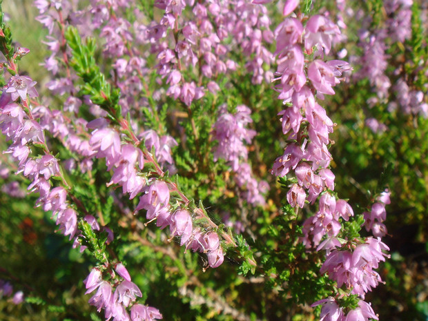Вересковые - Ericaceae The Ericaceae are a family of flowering plants, commonly known as the heath or heather family, found most commonly in...