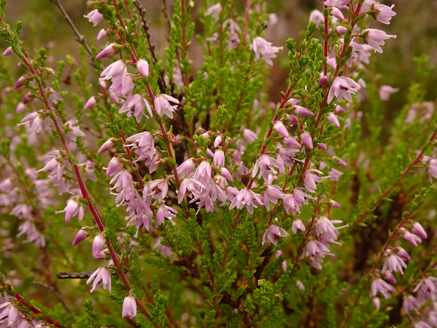 Вересковые - Ericaceae The Ericaceae are a family of flowering plants, commonly known as the heath or heather family, found most commonly in...