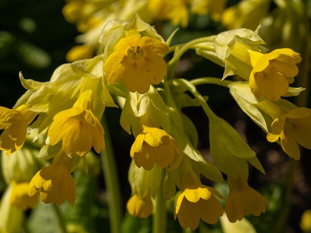 Первоцветные - Primulaceae The Primulaceae are a family of herbaceous and woody flowering plants with about 53 genera with 2790 species, including...