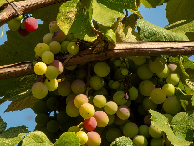 Виноград лабруска - Vitis labrusca