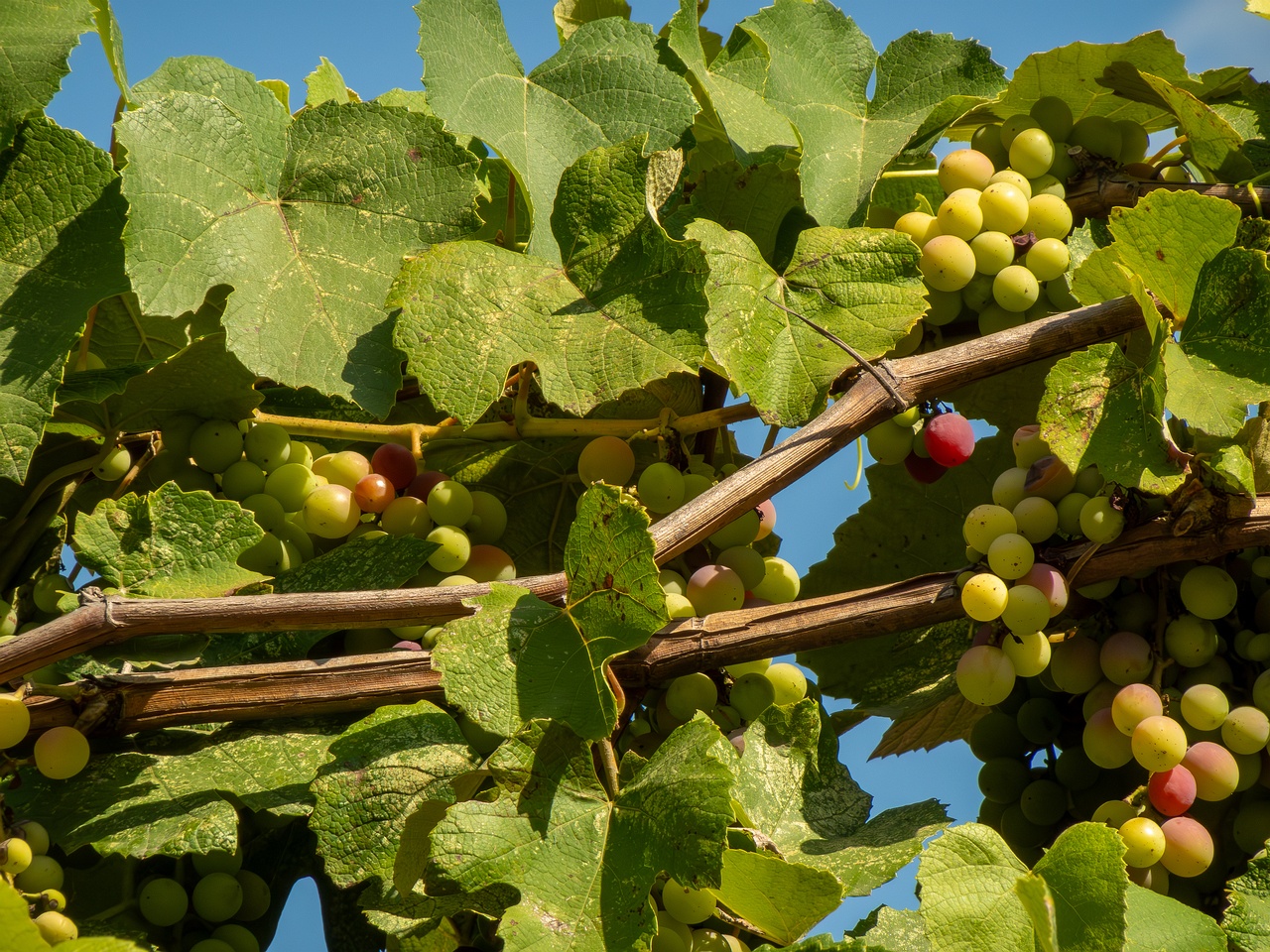 Vitis labrusca _2025-08-20_1-1