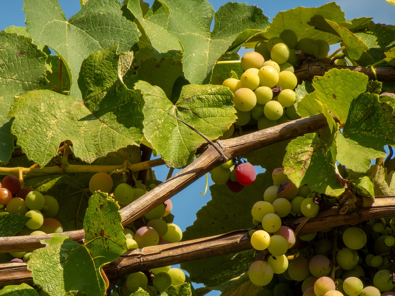 Vitis labrusca _2025-08-20_1-2