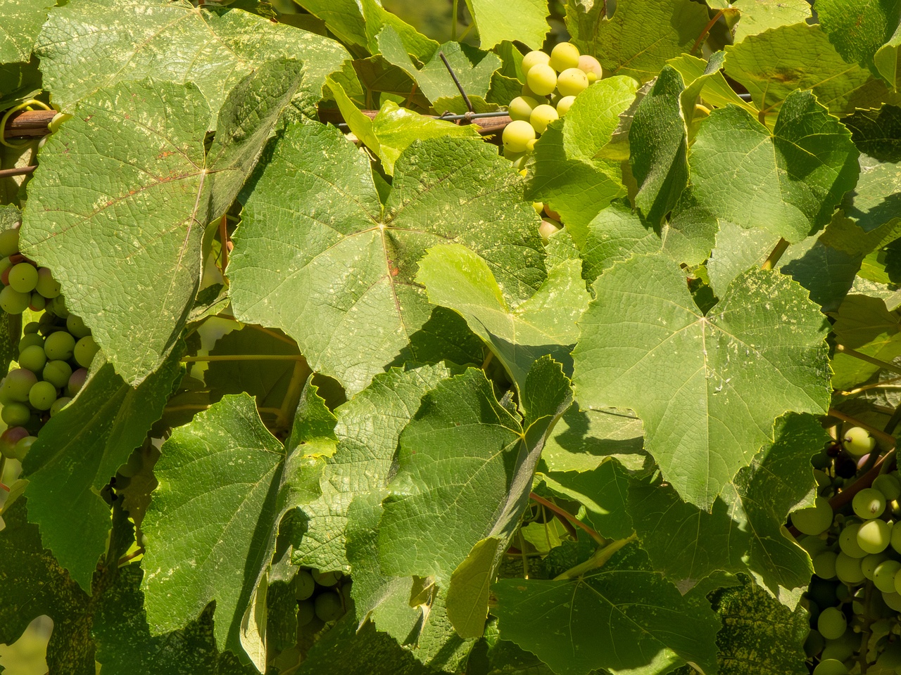 Vitis labrusca _2025-08-20_1-3