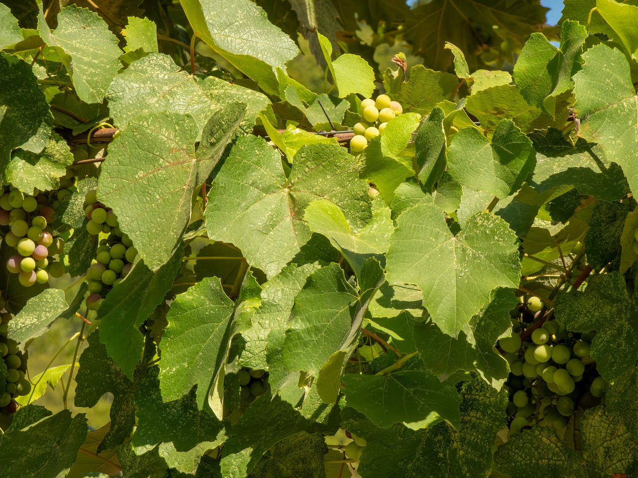 Vitis labrusca _2025-08-20_1-4