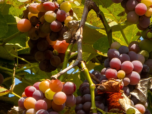 Виноград x лабрускана - Vitis x labruscana