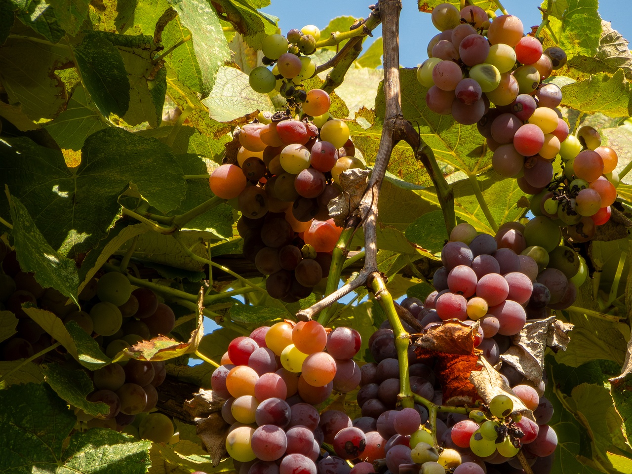 Vitis × labruscana _2025-08-20_1-10