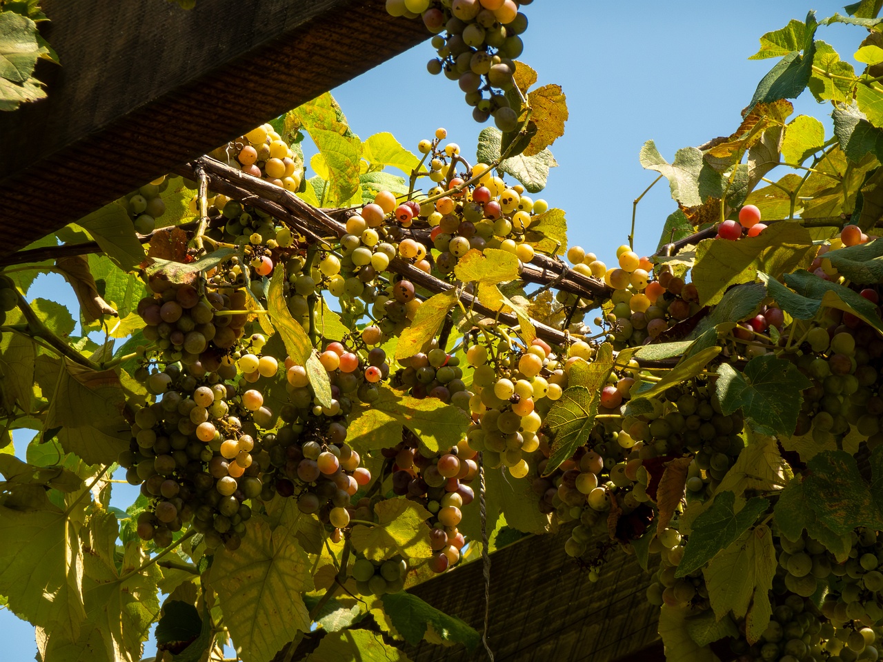 Vitis × labruscana _2025-08-20_1-2