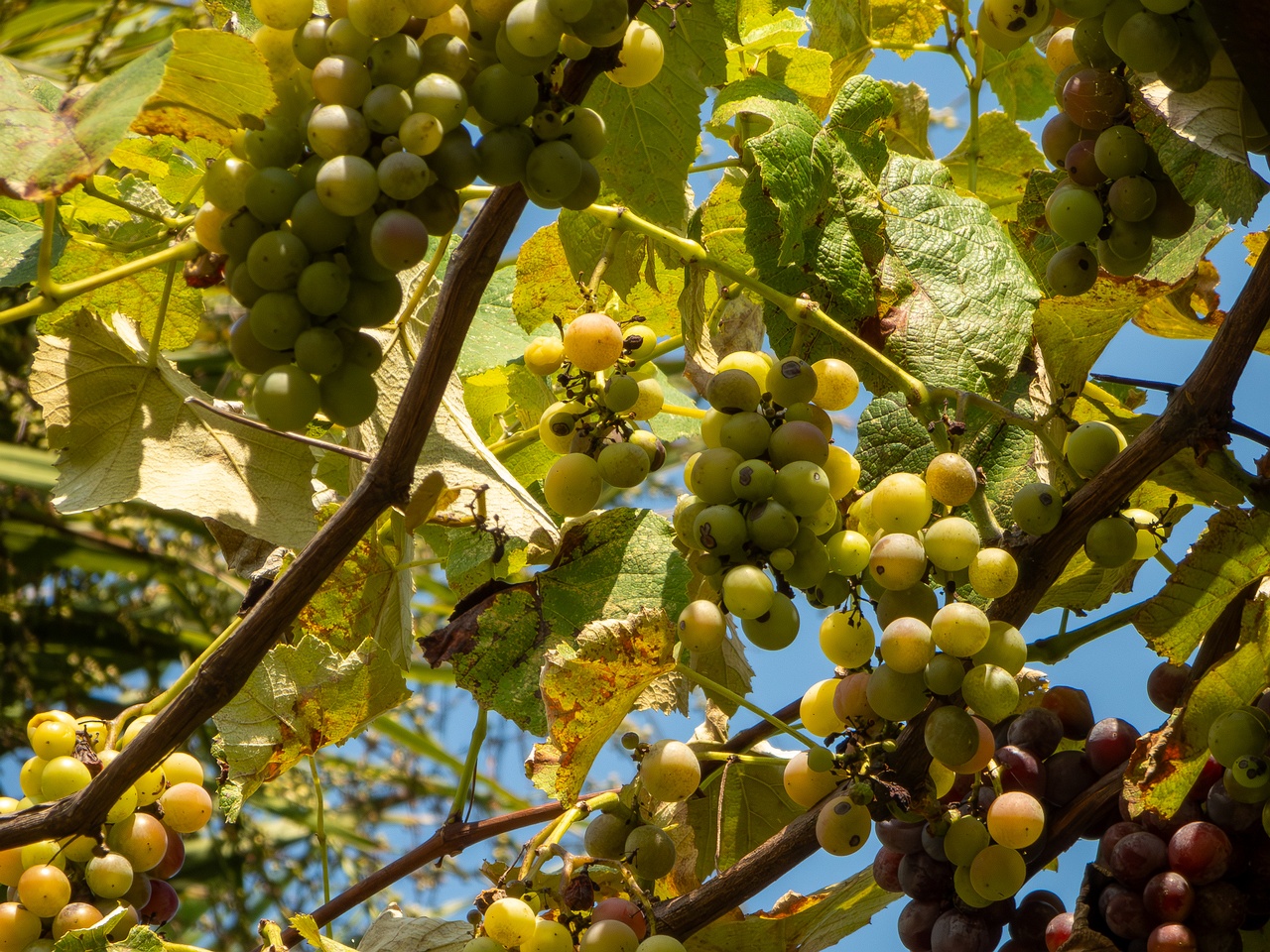 Vitis × labruscana _2025-08-20_1-3