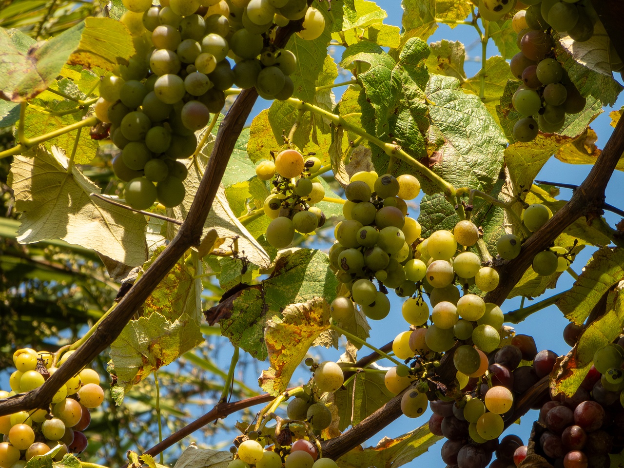 Vitis × labruscana _2025-08-20_1-4