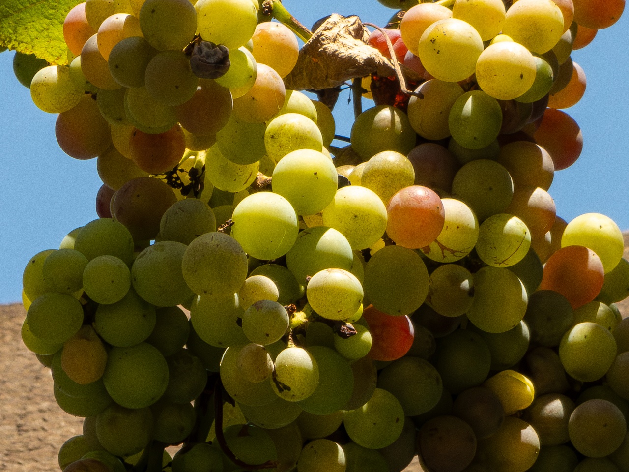 Vitis × labruscana _2025-08-20_1-6