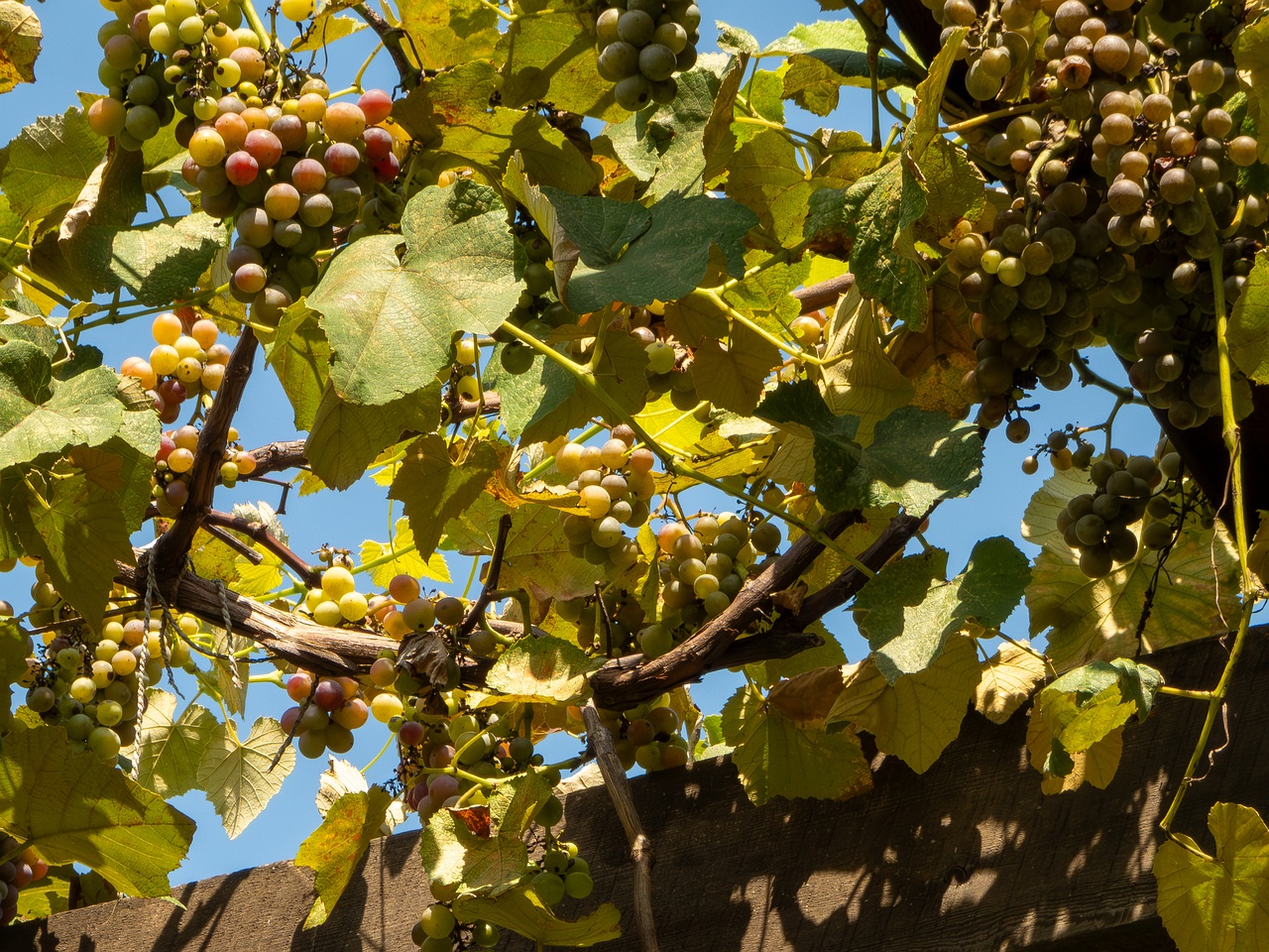 Vitis × labruscana _2025-08-20_1-7