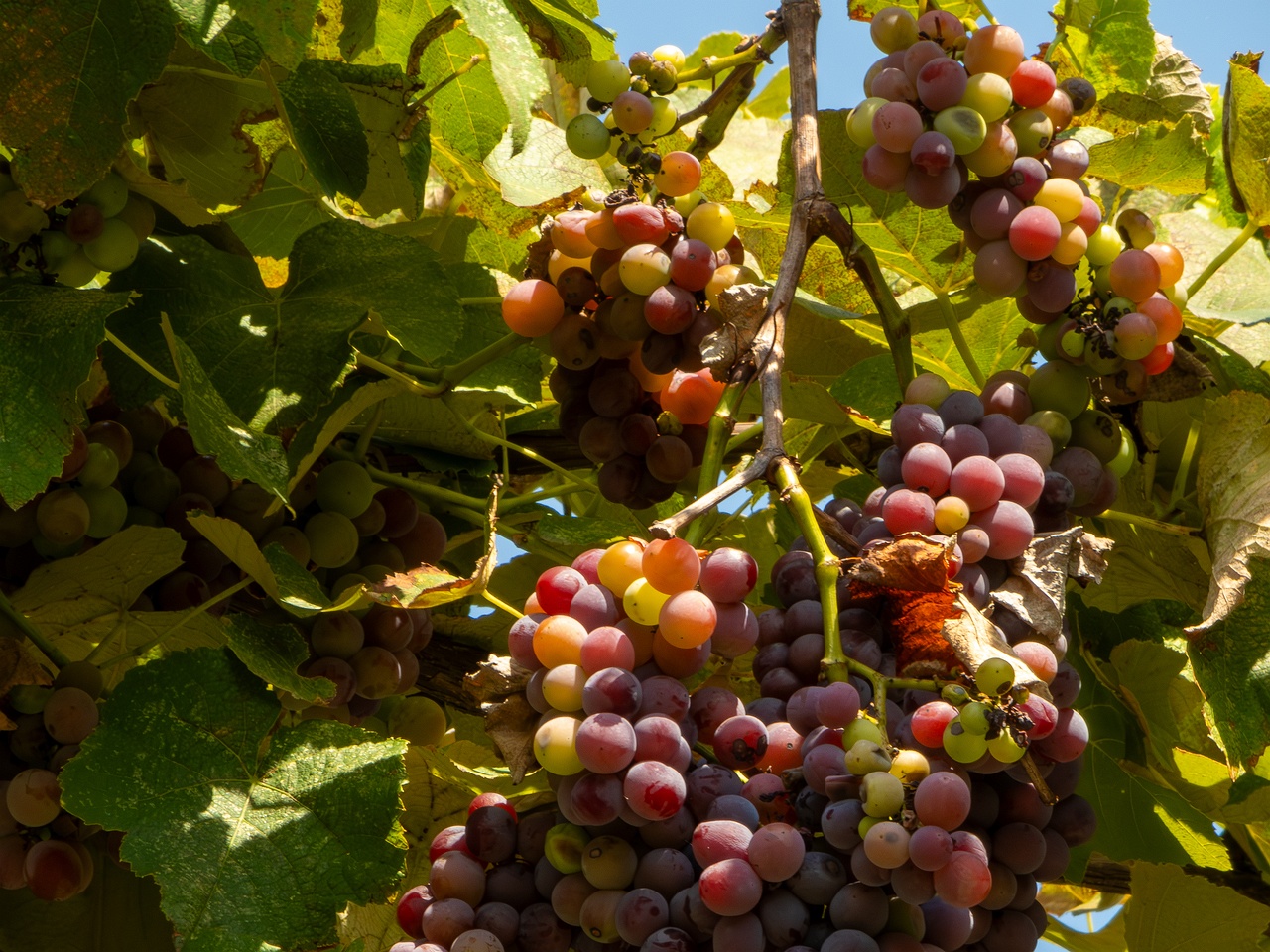 Vitis × labruscana _2025-08-20_1-9