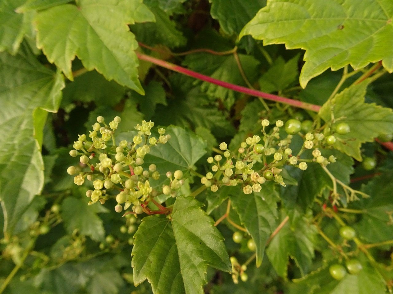 0DSC05209