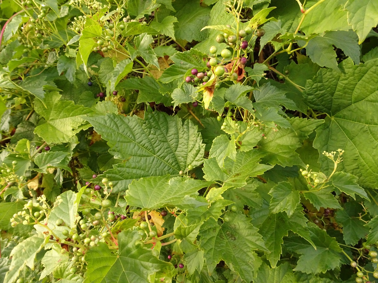 DSC05207
