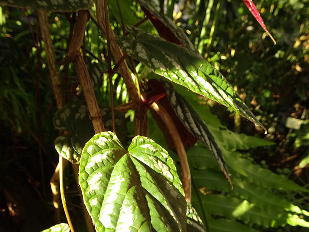 Циссус двуцветный - Cissus discolor