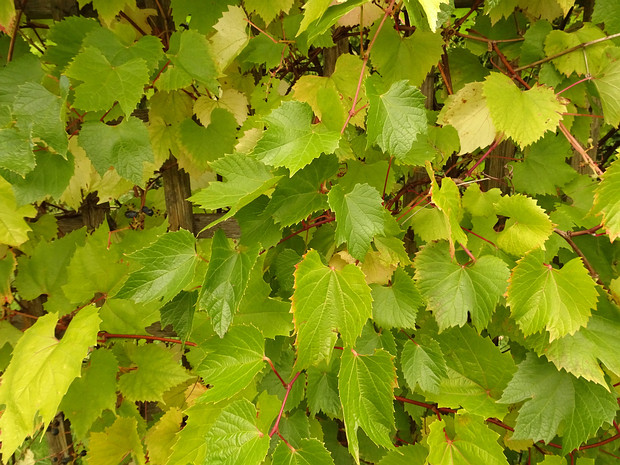 Виноград амурский - Vitis amurensis
