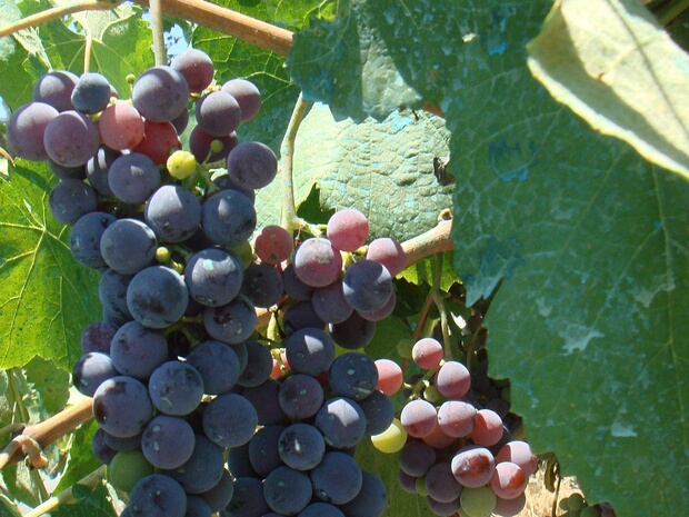 Виноград культурный - Vitis vinifera