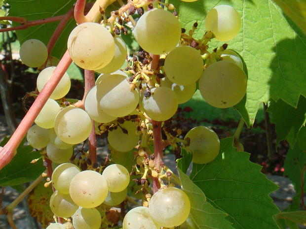 Виноград культурный - Vitis vinifera