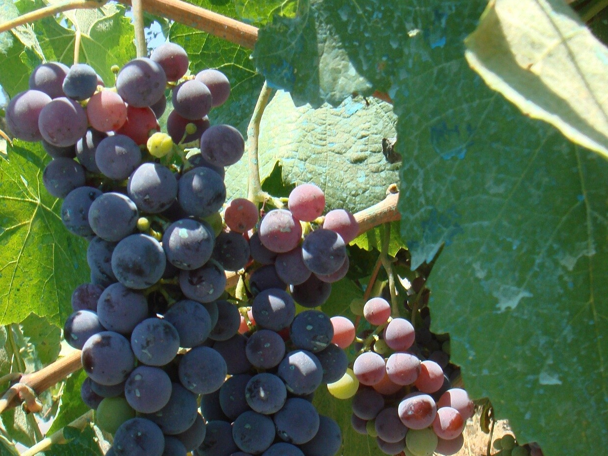 Виноград культурный - Vitis vinifera