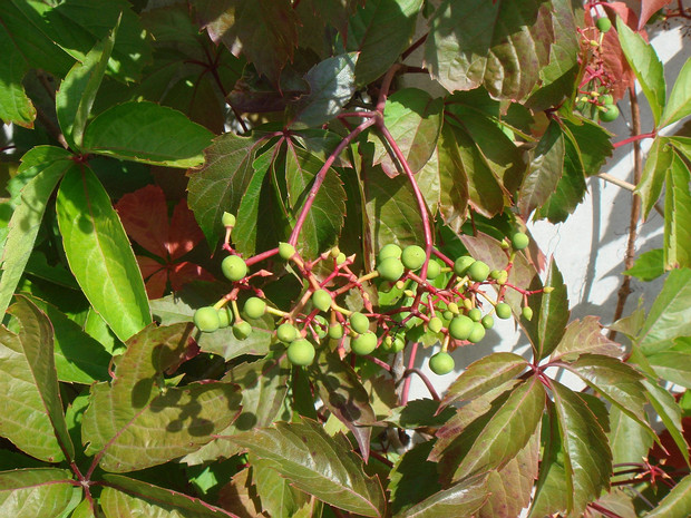 Девичий виноград пятилисточковый - Parthenocissus quinquefolia