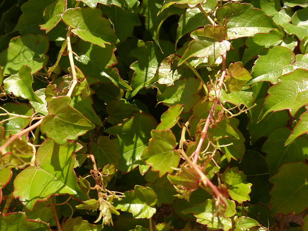 Девичий виноград триостренный - Parthenocissus tricuspidata