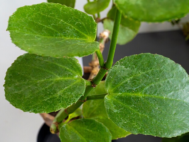 Циссус круглолистный - Cissus rotundifolia