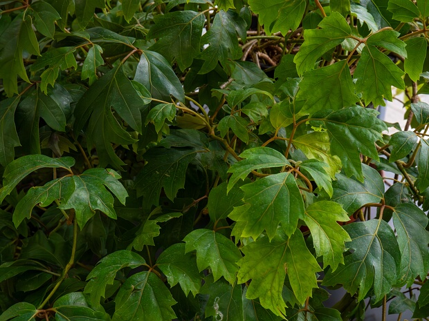 Циссус ромболистный 'Эллен Даника' - Cissus rhombifolia 'Ellen Danica'