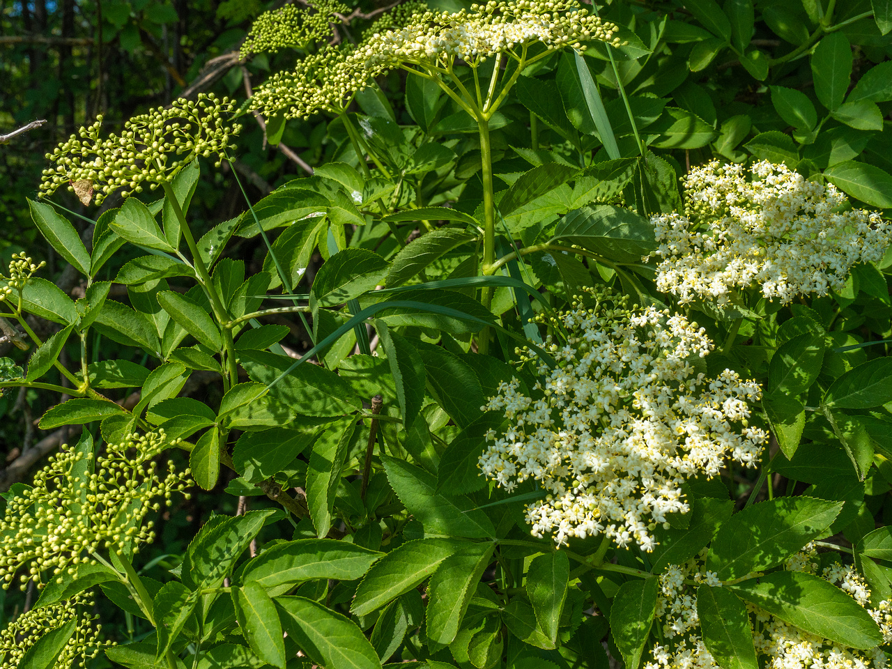 _lauluvaeljak_end_hedge-304205