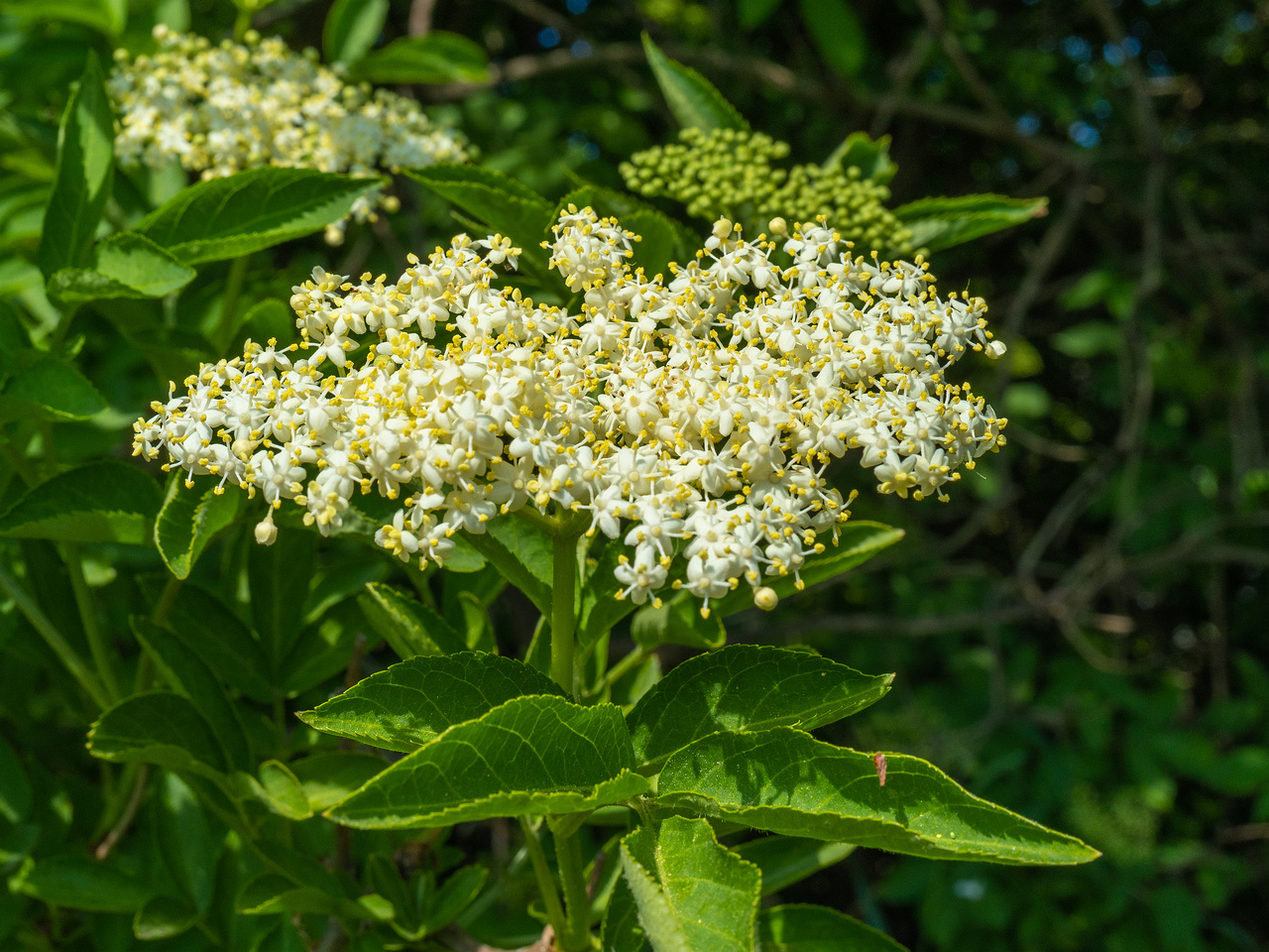 lauluvaeljak_end_hedge-304189