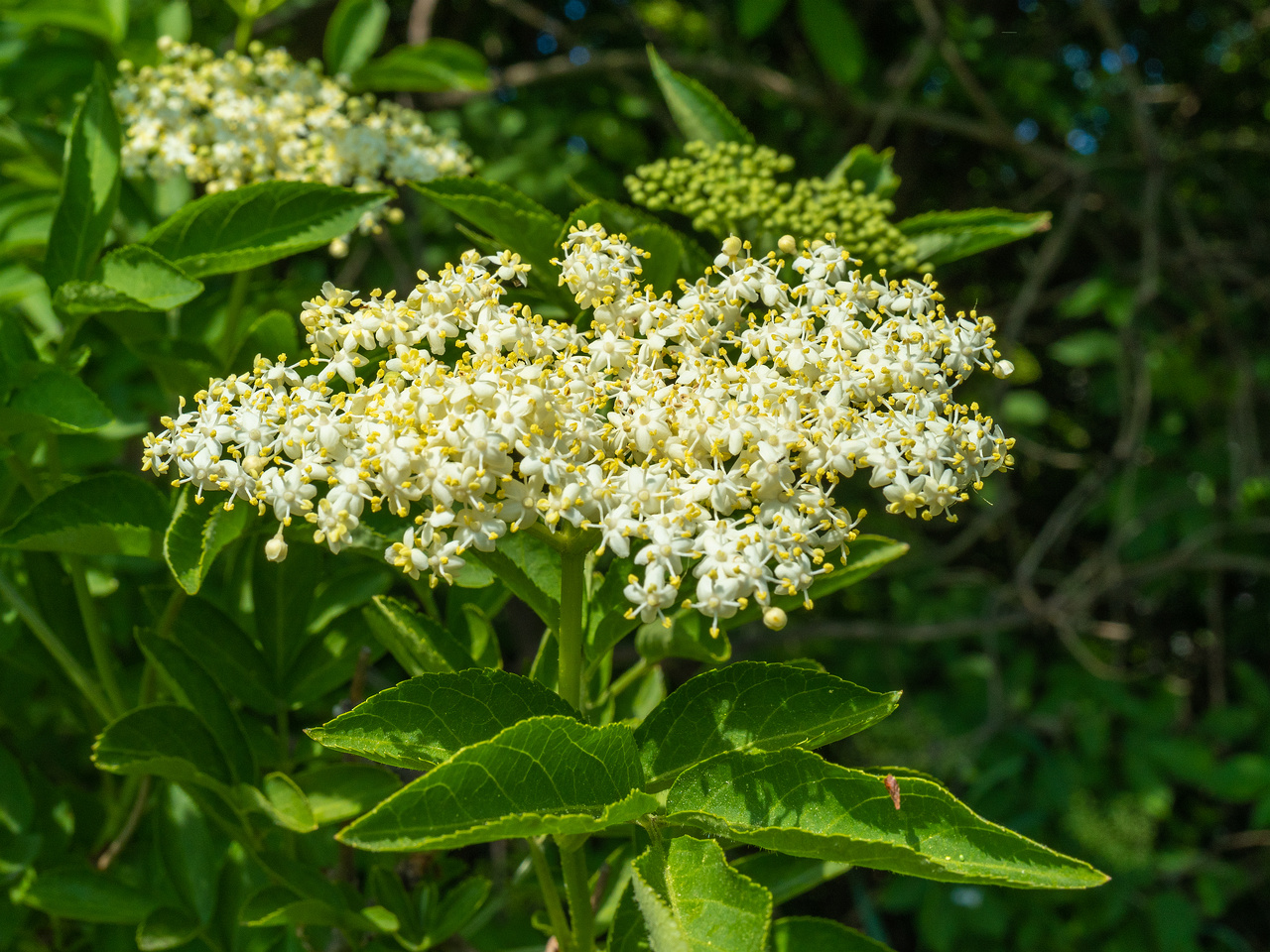 lauluvaeljak_end_hedge-304190