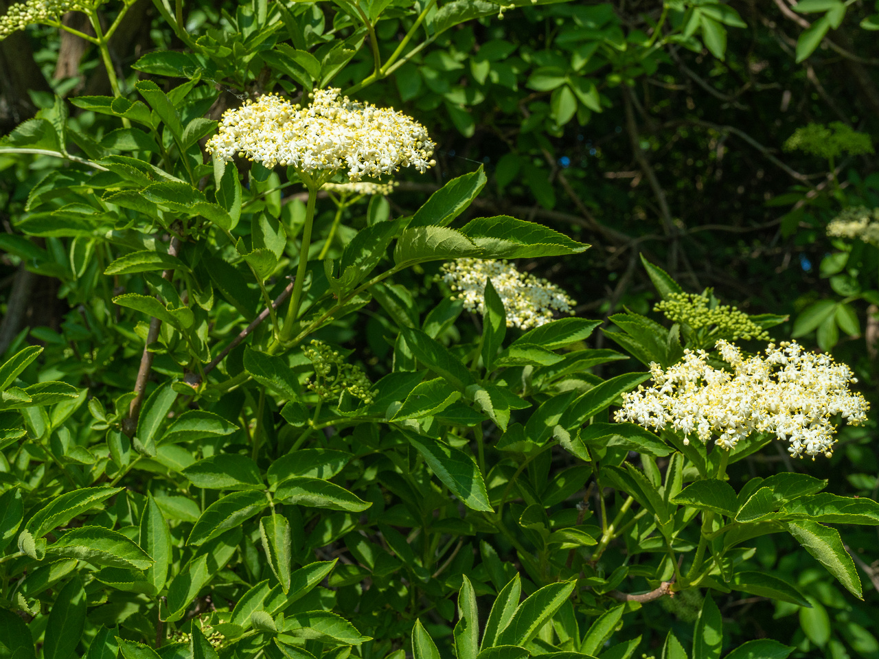 lauluvaeljak_end_hedge-304191