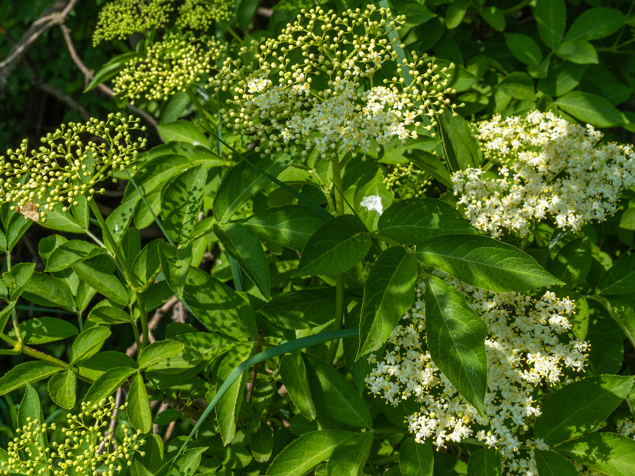 lauluvaeljak_end_hedge-304194