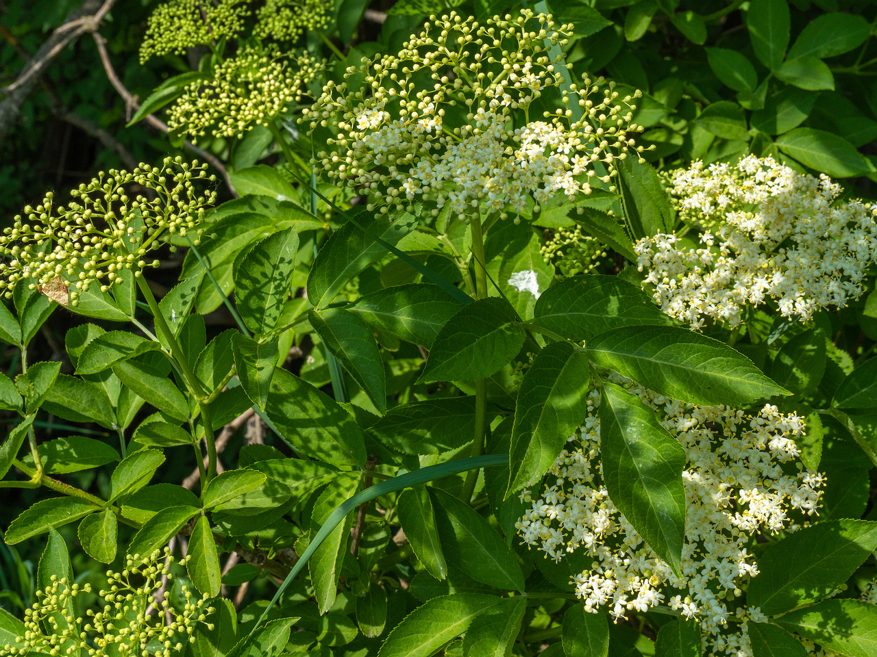 lauluvaeljak_end_hedge-304195