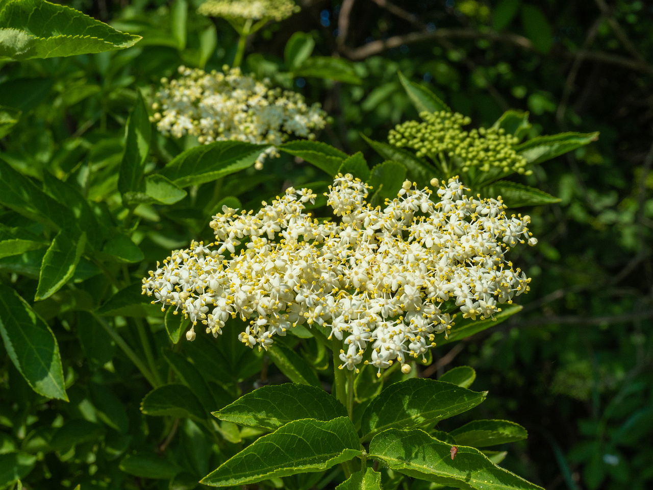 lauluvaeljak_end_hedge-304196