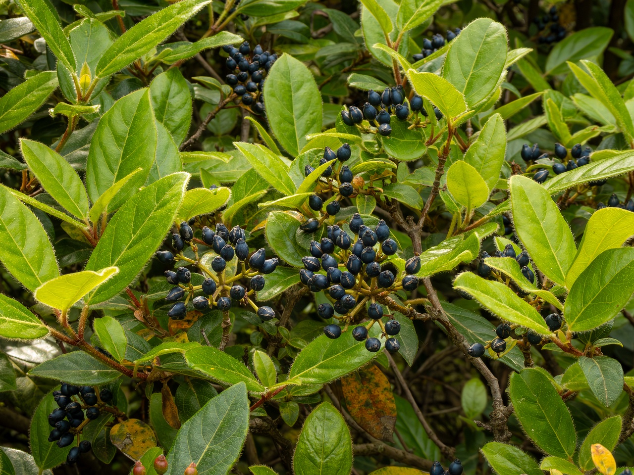 Viburnum tinus _2025-05-11_1-1