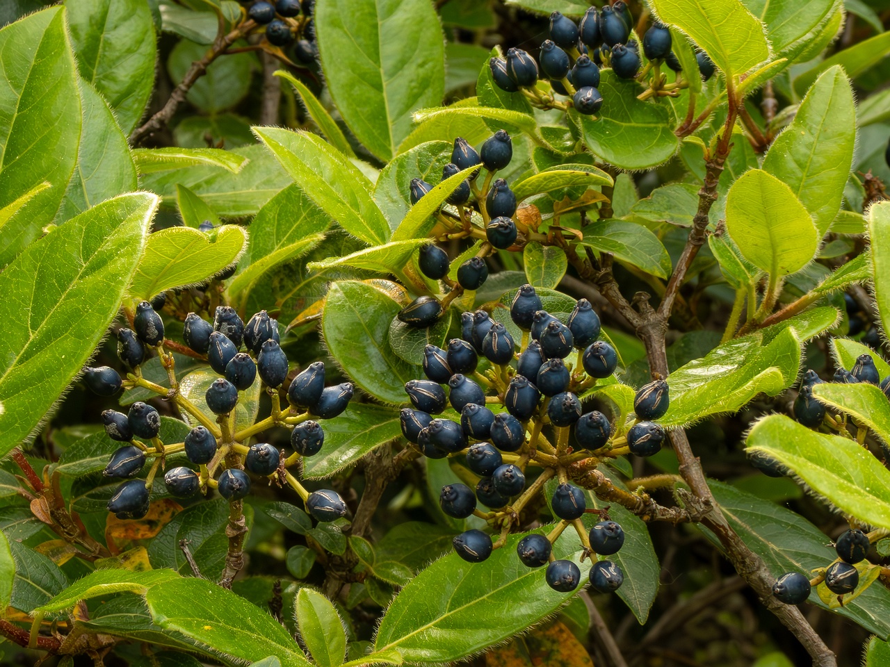 Viburnum tinus _2025-05-11_1-2