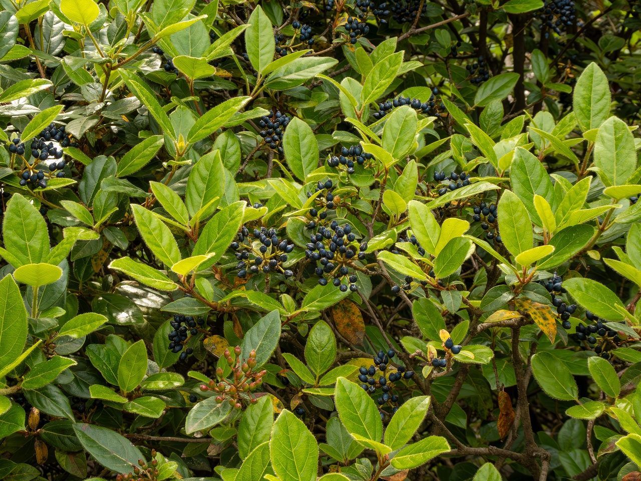 Viburnum tinus _2025-05-11_1-3