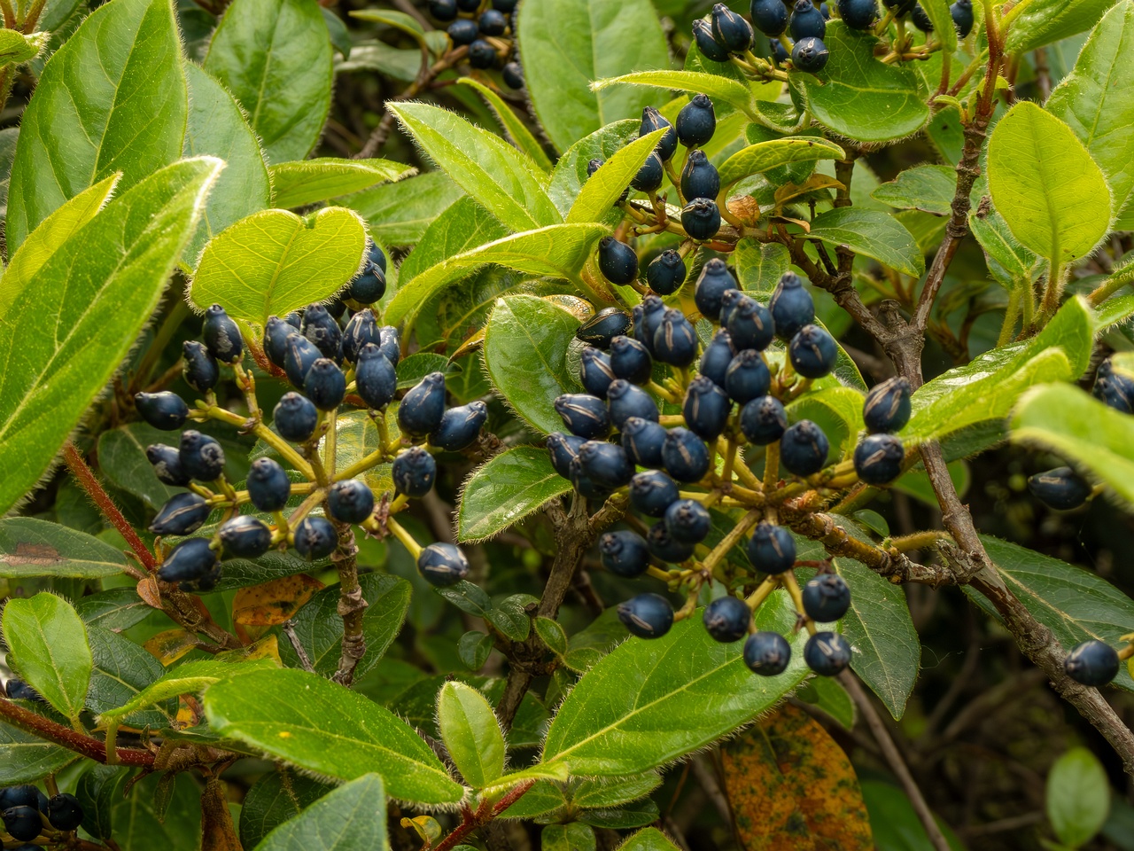 Viburnum tinus _2025-05-11_1-4