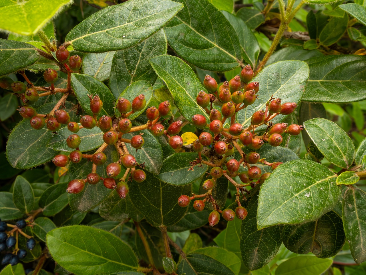 Viburnum tinus _2025-05-11_1-5