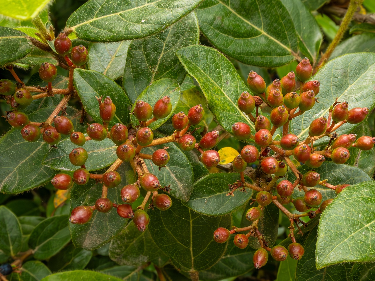 Viburnum tinus _2025-05-11_1-6