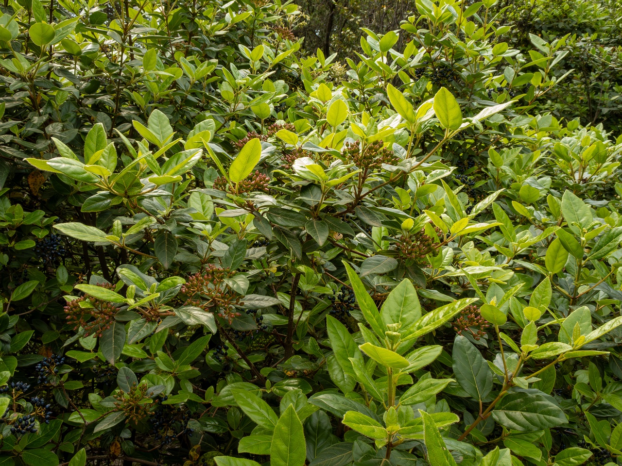 Viburnum tinus _2025-05-11_1-7