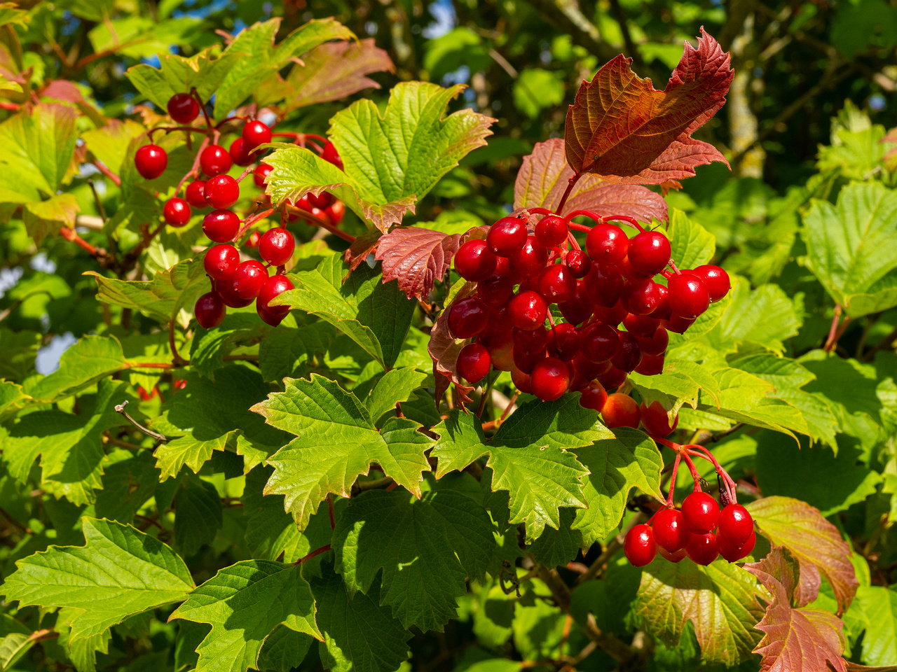 viburnum-opulus_1-1