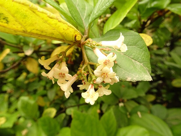 Калина свешивающаяся - Viburnum suspensum