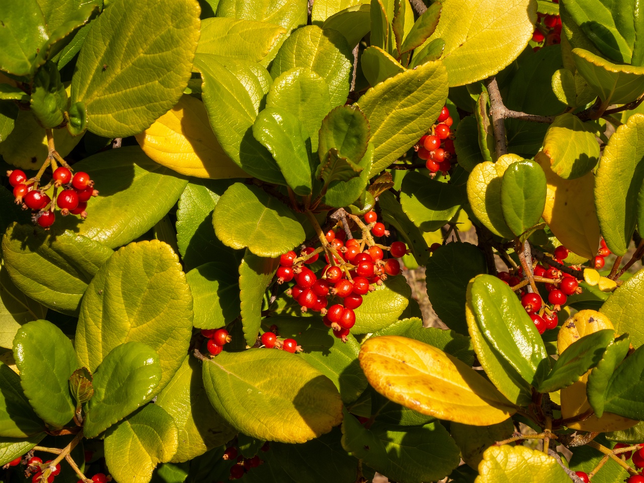 Viburnum suspensum _2025-05-13_1-1