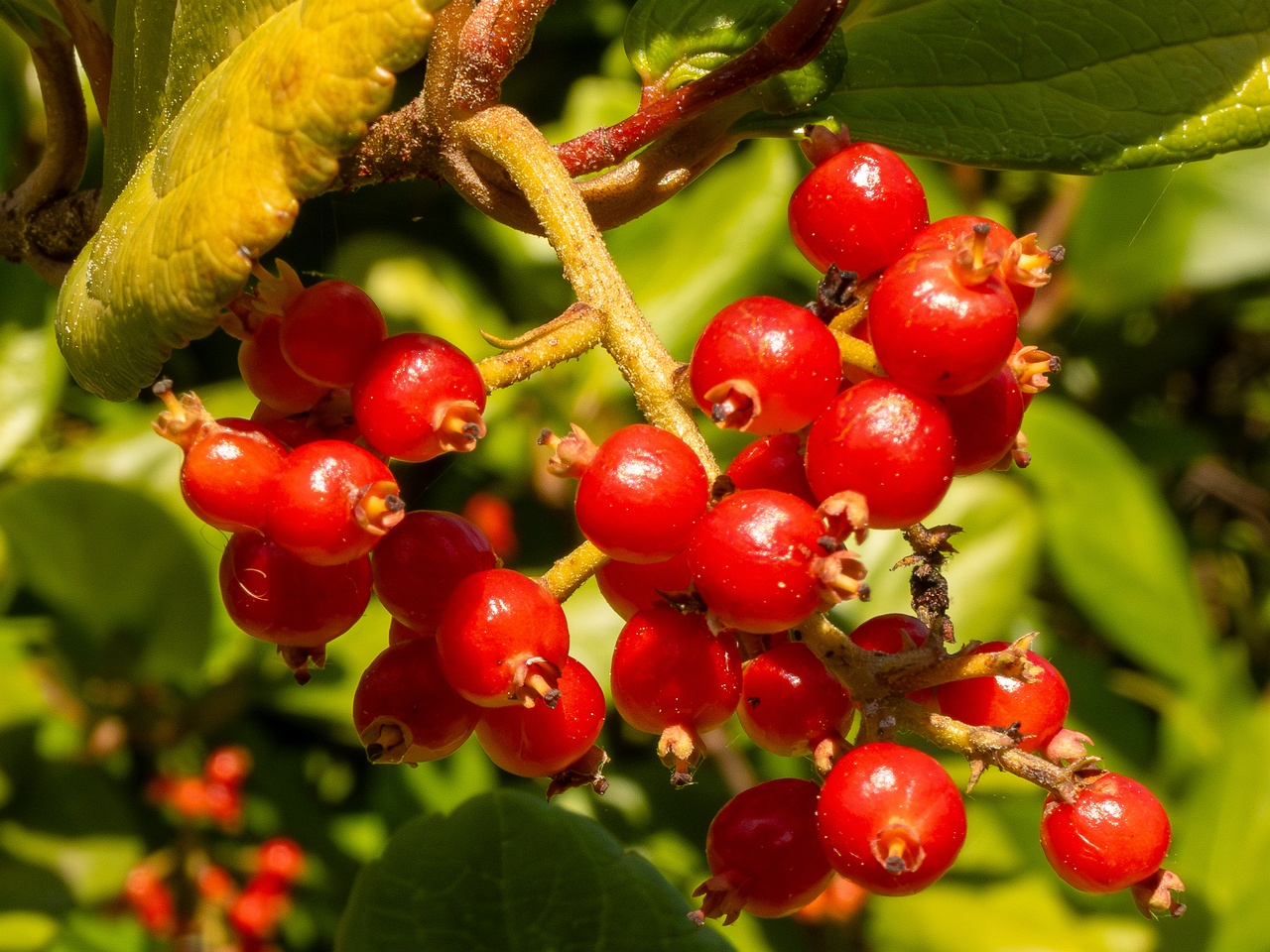Viburnum suspensum _2025-05-13_1-2