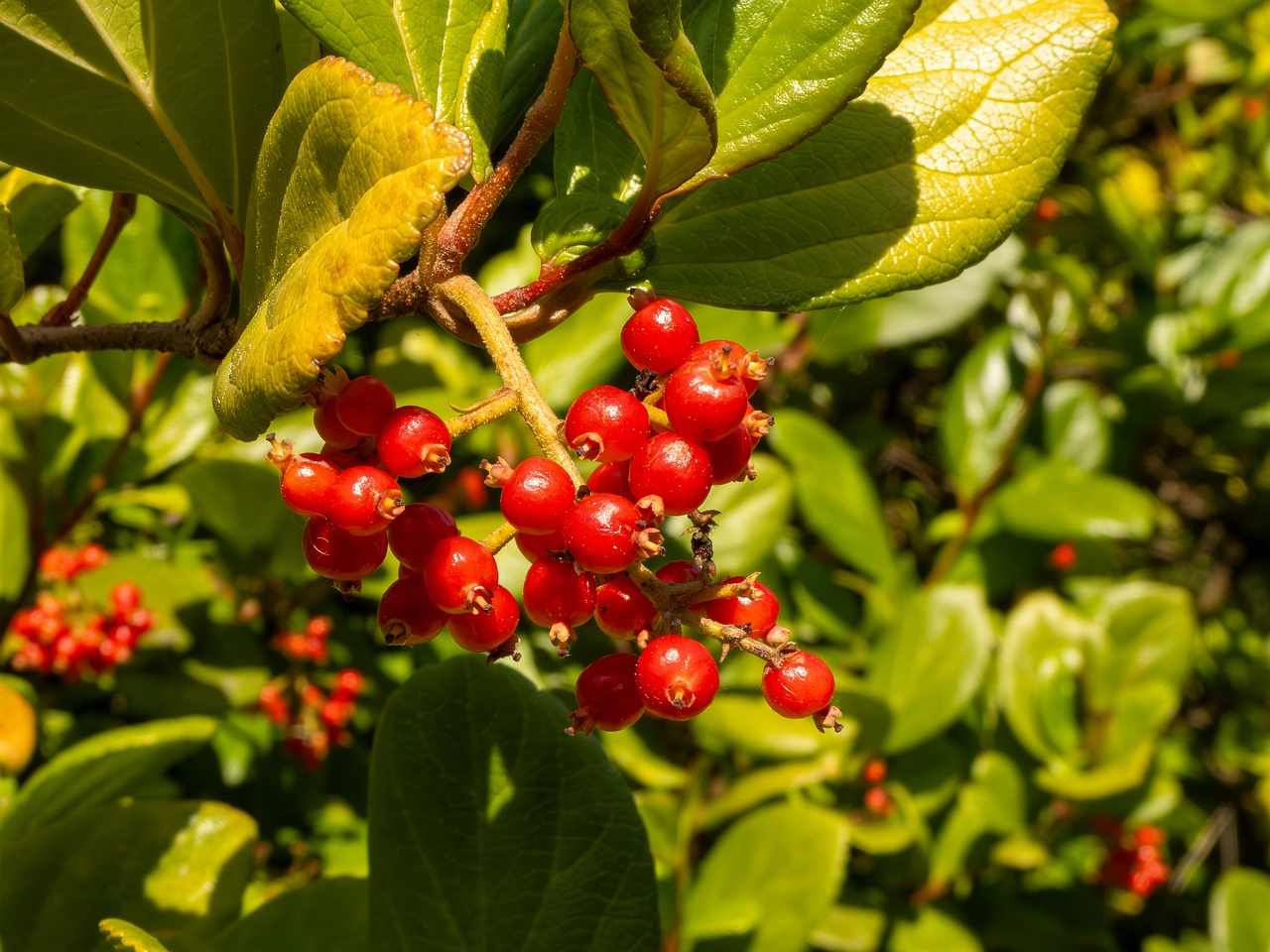 Viburnum suspensum _2025-05-13_1-3